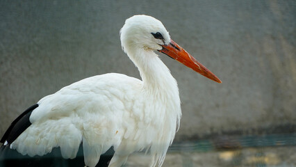stork. portrait of a stork. detail. close up