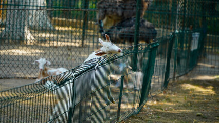 goats goats at a zoo. photo during the day.