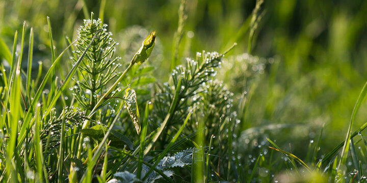 dew drops on the grass in the garden. green environment closeup. wet plants outdoor. morning fresh nature background
