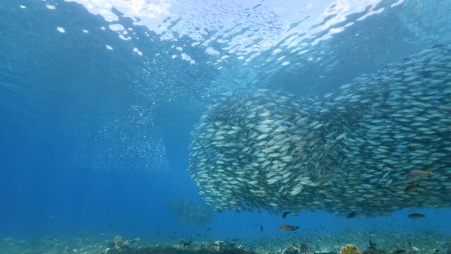 Seascape with Bait Ball, School of Fish, Mackerel fish in the coral reef of the Caribbean Sea, Curacao