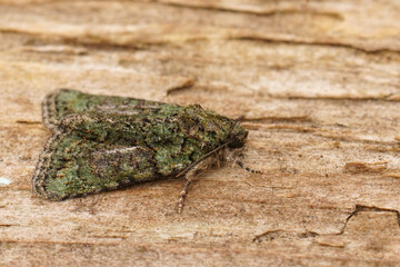 Closeup on a mediterranean Tree-lichen Beauty moth, Cryphia algae sitting on wood