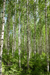 Fototapeta premium birch forest in the morning