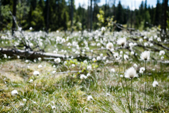 flowers in the grass