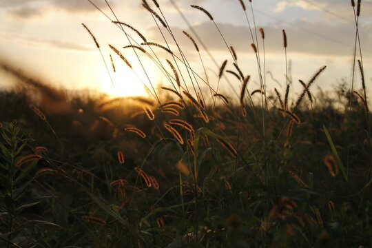 sunset in the field