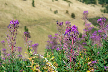 Wild purple flowers on a sunny summer meadow 