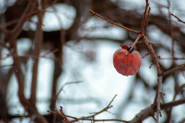 red berries on a branch