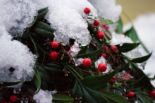 red berries on snow