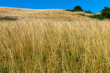 Golden Grass meadow on a sunny day