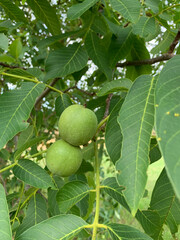 Fruits of a green walnut growing on a tree, close-up