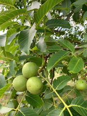 Fruits of a green walnut growing on a tree, close-up