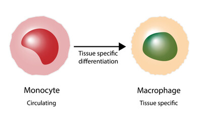 Fototapeta Differentiation of monocyte to macrophage, a phagocytic and antigen presenting cell,  innate immune system. diagram  obraz
