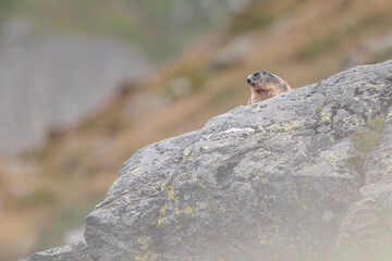 The sentinel of the Alps mountains, the Alpine marmot (Marmota marmota)