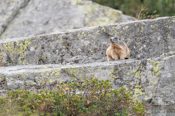 A dweller of the Alps mountains, the Alpine marmot (Marmota marmota)