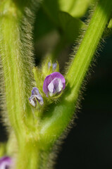 黒豆（丹波黒）の花　8月上旬