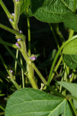 黒豆（丹波黒）の花　8月上旬