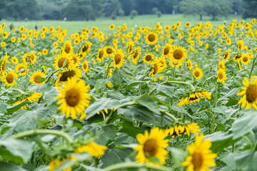 ひまわり畑