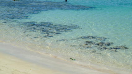 Fototapeta na wymiar Transparent sea with reefs. 