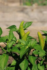 green pepper on a vine