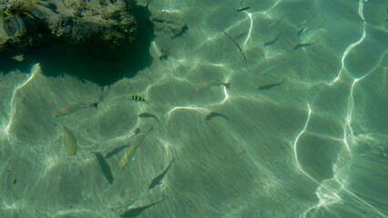 Tiny fish. Coral reef in the sea.