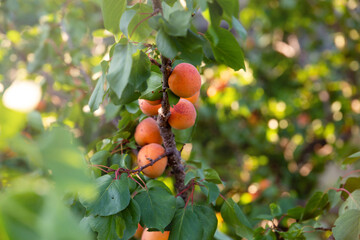 Ripe apricot on branch in the Wachau valley, Harvest season.