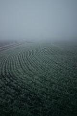 thick fog covered the entire field, it is autumn time in the garden