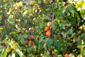 Apricots ripen in garden in the Wachau valley