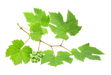 Grape isolated on white background with clipping path