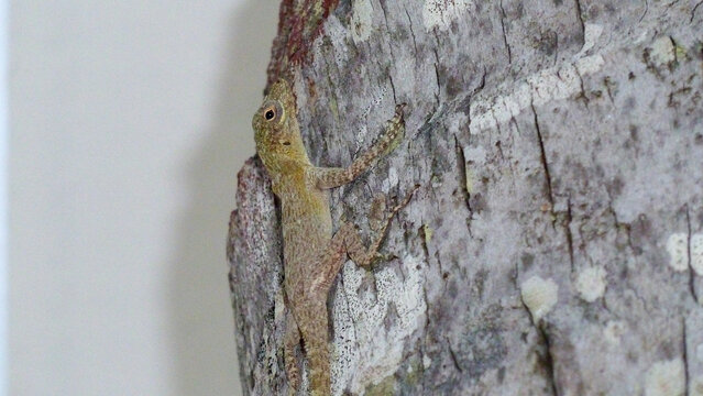 Dwarf gecko