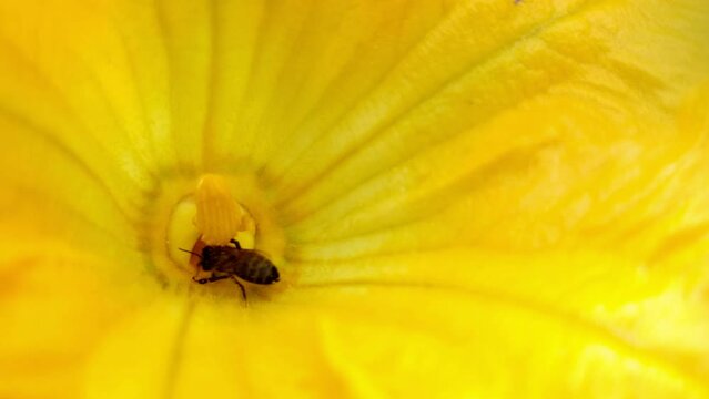 Abejas recolectando polen de unas flores de calabac&iacute;n