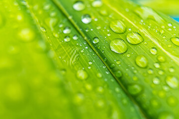 Macro closeup of Beautiful fresh green leaf with drop of water in morning sunlight nature background.