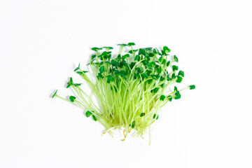 Green young sprouts of chia (Salvia hispanica) grow were grown for food. Cut microgreen shoots  close up on white background.