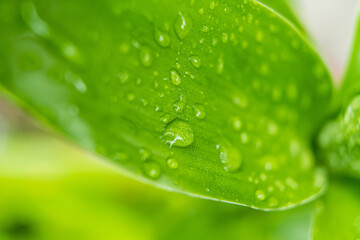 Macro closeup of Beautiful fresh green leaf with drop of water in morning sunlight nature background.