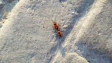 True bugs coupling.
