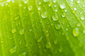 Macro closeup of Beautiful fresh green leaf with drop of water in morning sunlight nature background.
