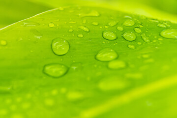 Macro closeup of Beautiful fresh green leaf with drop of water in morning sunlight nature background.