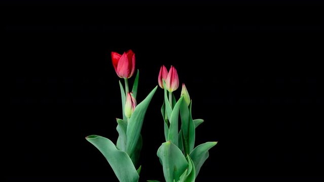 Growth, flowering and wilting of a bouquet of tulips on a black background, time lapse. Blooming Tulips flower open, time lapse, close-up. Wedding backdrop, Valentine's Day concept. Bouquet on black