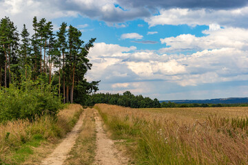 Field and dirt road near the forest. Summer landscape.