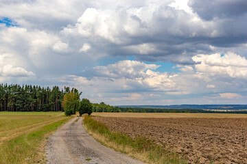 Field and dirt road near the forest. Summer landscape.