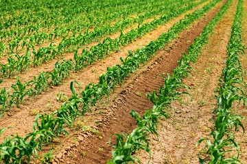 Zea mays plantation, corn sprouts in cultivated agricultural field