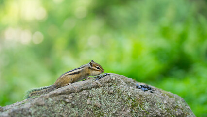 Chipmunk in natural habitat eating sunflower seeds
