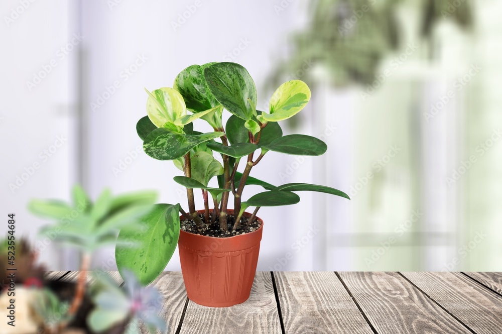 Wall mural Fresh green houseplant in flower pot on table at home. Sunlight.