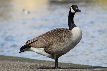 country goose portrait