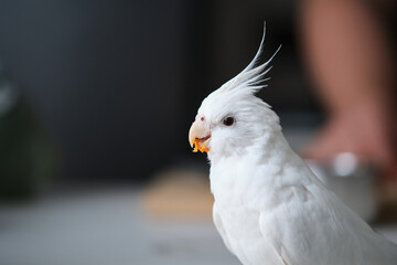 Close up of an albino cockatiel eating carrot. White-faced Lutinos mutation.