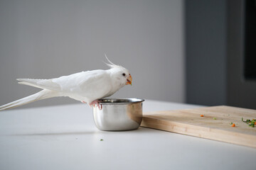 An albino cockatiel eating vegetables. White-faced Lutinos mutation.