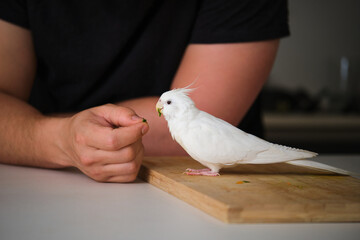 Albino cockatiel eating spinach from its owner hand. White-faced Lutinos mutation.
