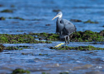 Beautiful grey egret wading bird in ocean water. Beautiful bird in nature.