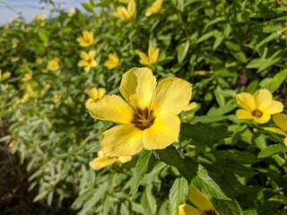 Damiana Flower (Turnera Ulmifolia) blooming in the morning