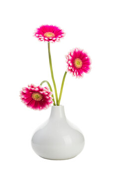 Three pink gerber blossoms in a vase isolated with transparent background