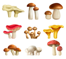 Mushrooms Realistic Set