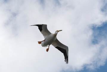 American White Pelican Flying, Coming In For A Landing